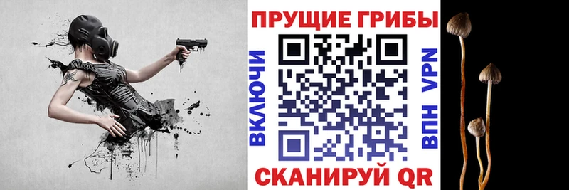 как найти Курган Галлюциногенные грибы Psilocybine cubensis